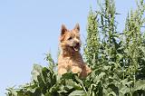 CAIRN TERRIER 026